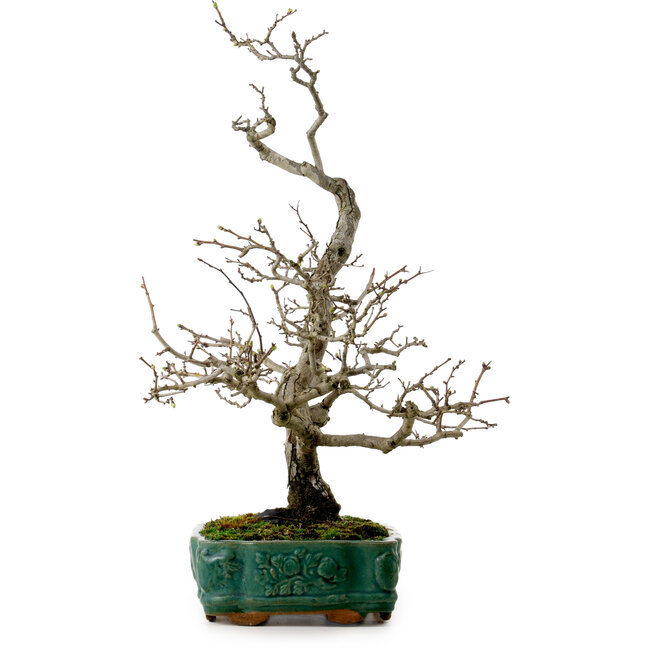 Crataegus cuneata, 56 cm, ± 25 Jahre alt, mit einem Nebari von 7 cm