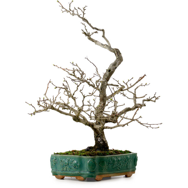 Crataegus cuneata, 56 cm, ± 25 años de edad, con un nebari de 7 cm
