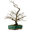Crataegus cuneata, 56 cm, ± 25 ans, avec un nebari de 7 cm