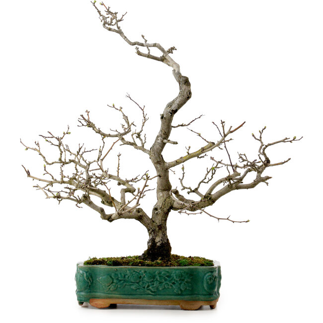 Crataegus cuneata, 56 cm, ± 25 Jahre alt, mit einem Nebari von 7 cm