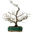 Crataegus cuneata, 56 cm, ± 25 anni, con un nebari di 7 cm