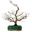 Crataegus cuneata, 56 cm, ± 25 years old, with a nebari of 7 cm