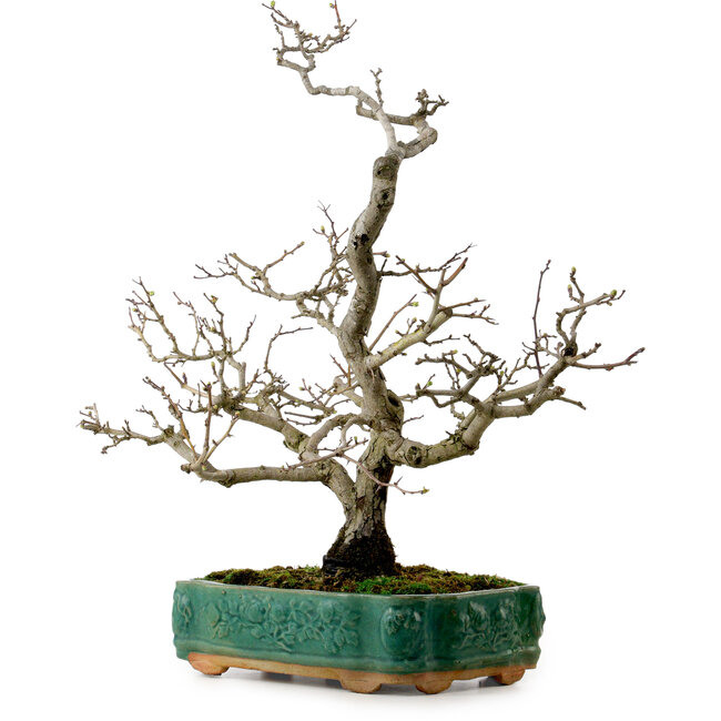 Crataegus cuneata, 56 cm, ± 25 Jahre alt, mit einem Nebari von 7 cm