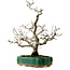 Crataegus cuneata, 56 cm, ± 25 jaar oud, met een nebari van 7 cm