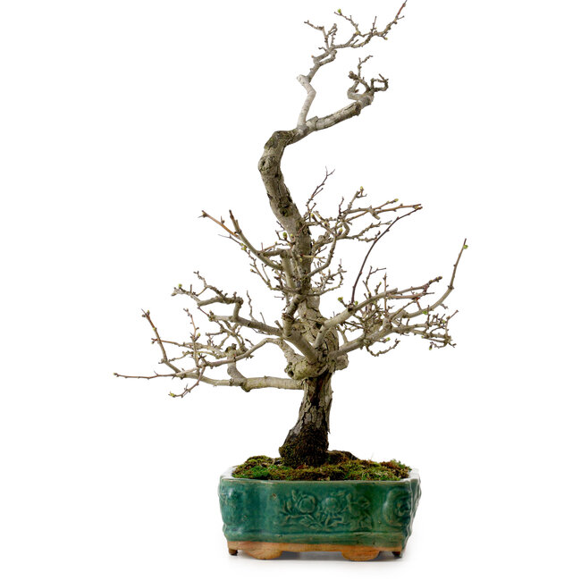 Crataegus cuneata, 56 cm, ± 25 Jahre alt, mit einem Nebari von 7 cm