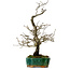 Crataegus cuneata, 56 cm, ± 25 ans, avec un nebari de 7 cm