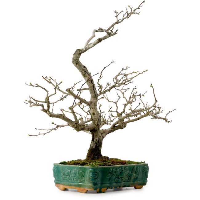 Crataegus cuneata, 56 cm, ± 25 Jahre alt, mit einem Nebari von 7 cm