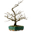 Crataegus cuneata, 56 cm, ± 25 ans, avec un nebari de 7 cm