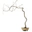 Quercus suber, 56 cm, ± 15 anni, con nebari di 5 cm