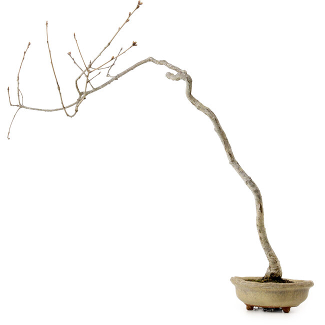Quercus suber, 56 cm, ± 15 years old, with a nebari of 5 cm