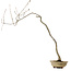 Quercus suber, 56 cm, ± 15 anni, con nebari di 5 cm
