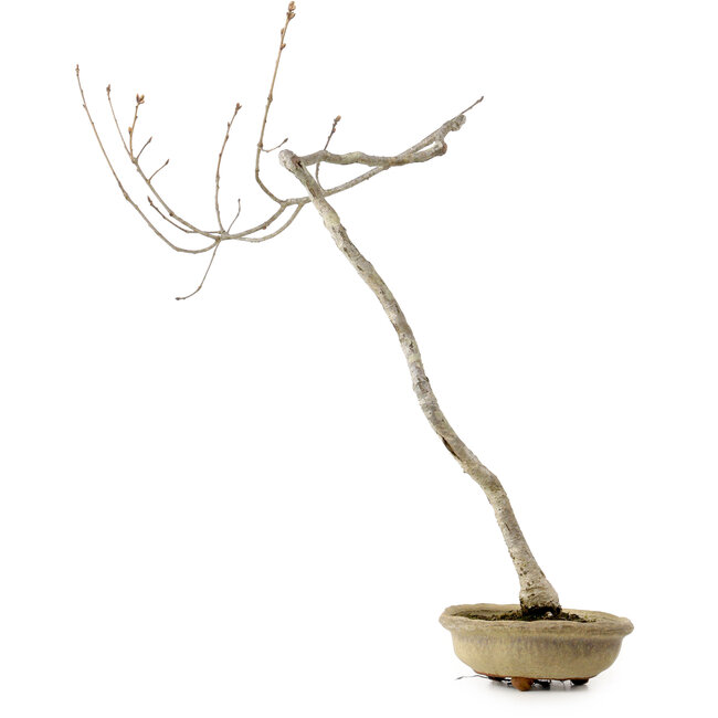Quercus suber, 56 cm, ± 15 ans, avec un nebari de 5 cm