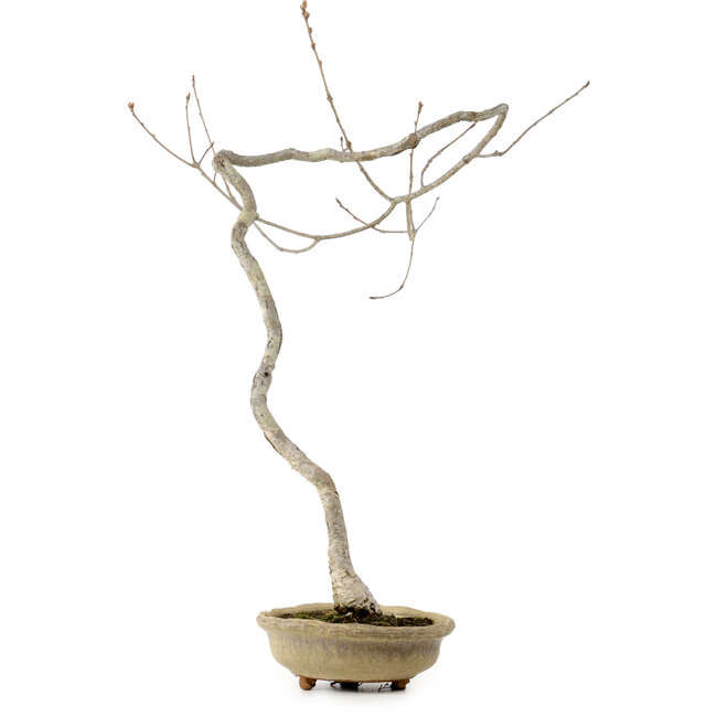 Quercus suber, 56 cm, ± 15 años de edad, con un nebari de 5 cm