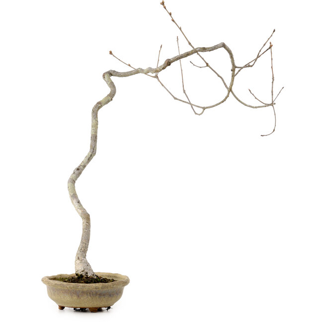 Quercus suber, 56 cm, ± 15 jaar oud, met een nebari van 5 cm
