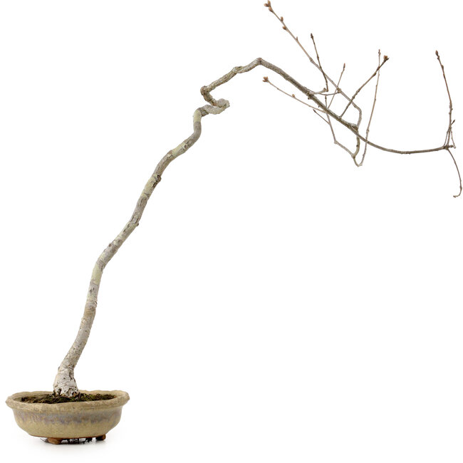 Quercus suber, 56 cm, ± 15 years old, with a nebari of 5 cm