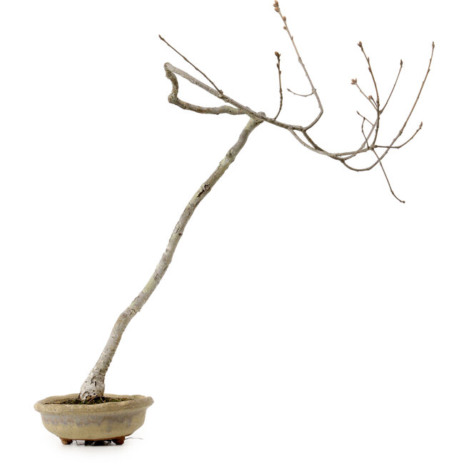 Quercus suber, 56 cm, ± 15 Jahre alt, mit einem Wurzelhals von 5 cm