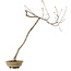 Quercus suber, 56 cm, ± 15 ans, avec un nebari de 5 cm
