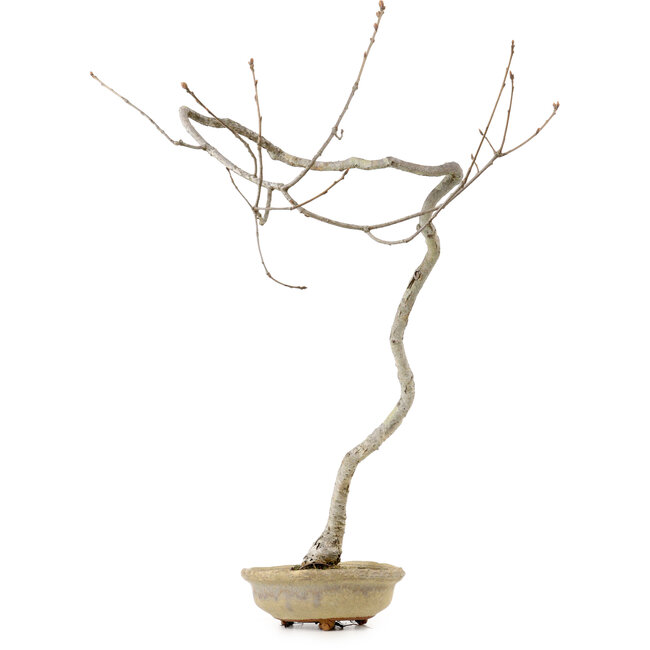 Quercus suber, 56 cm, ± 15 años de edad, con un nebari de 5 cm
