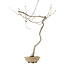 Quercus suber, 56 cm, ± 15 years old, with a nebari of 5 cm