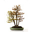 Acer buergerianum, 62 cm, ± 30 años, con un nebari de 28 cm