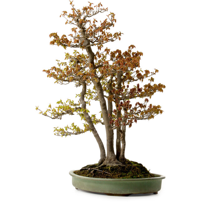 Acer buergerianum, 62 cm, ± 30 years old, with a nebari of 28 cm