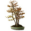 Acer buergerianum, 62 cm, ± 30 años, con un nebari de 28 cm