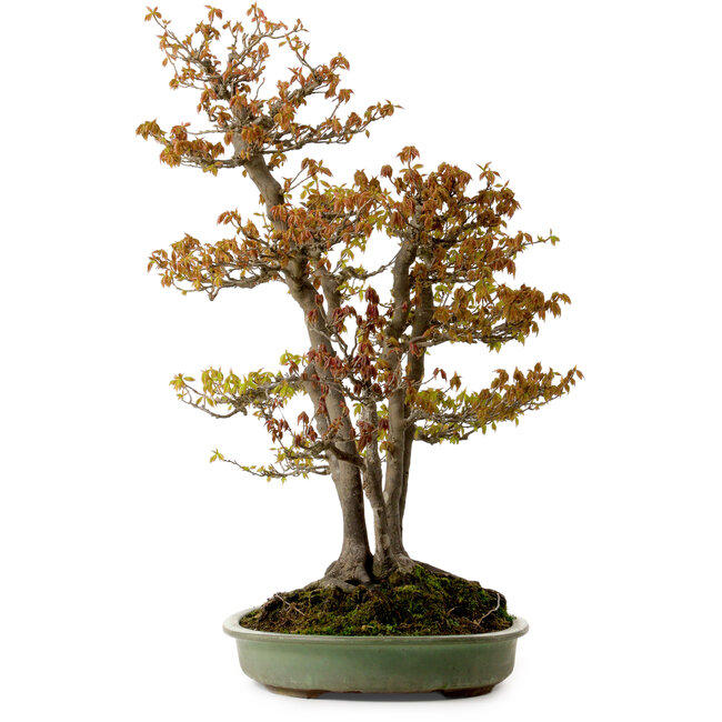Acer buergerianum, 62 cm, ± 30 anni, con nebari di 28 cm