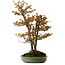 Acer buergerianum, 62 cm, ± 30 anni, con nebari di 28 cm