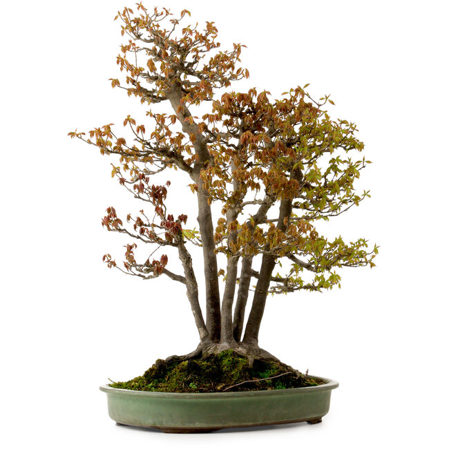 Acer buergerianum, 62 cm, ± 30 ans, avec un nebari de 28 cm