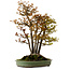 Acer buergerianum, 62 cm, ± 30 años, con un nebari de 28 cm