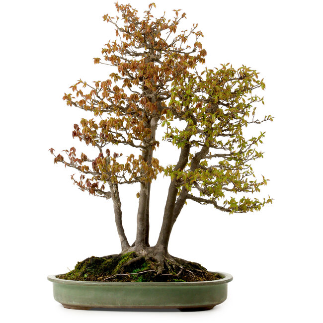 Acer buergerianum, 62 cm, ca. 30 Jahre alt, mit einem Wurzelhals von 28 cm