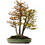 Acer buergerianum, 62 cm, ± 30 years old, with a nebari of 28 cm