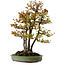 Acer buergerianum, 62 cm, ± 30 años, con un nebari de 28 cm