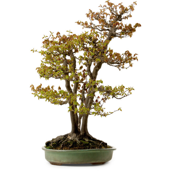 Acer buergerianum, 62 cm, ca. 30 Jahre alt, mit einem Wurzelhals von 28 cm