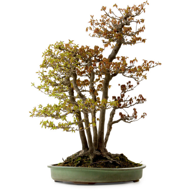 Acer buergerianum, 62 cm, ca. 30 Jahre alt, mit einem Wurzelhals von 28 cm