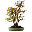Acer buergerianum, 62 cm, ± 30 years old, with a nebari of 28 cm