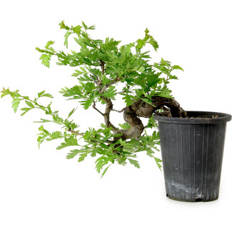 Crataegus cuneata, 27 cm, ± 10 ans