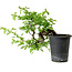 Crataegus cuneata, 27 cm, ± 10 years old