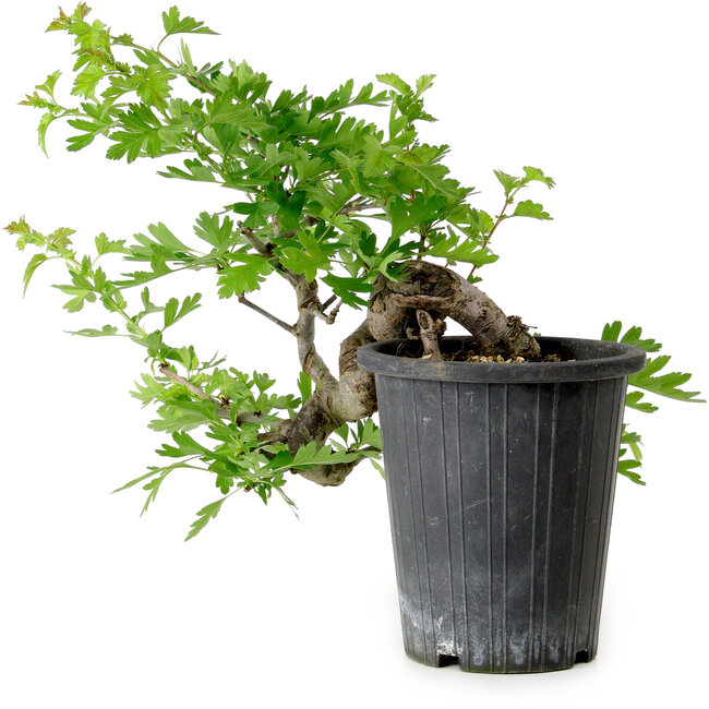 Crataegus cuneata, 27 cm, ± 10 years old