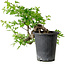 Crataegus cuneata, 27 cm, ± 10 jaar oud