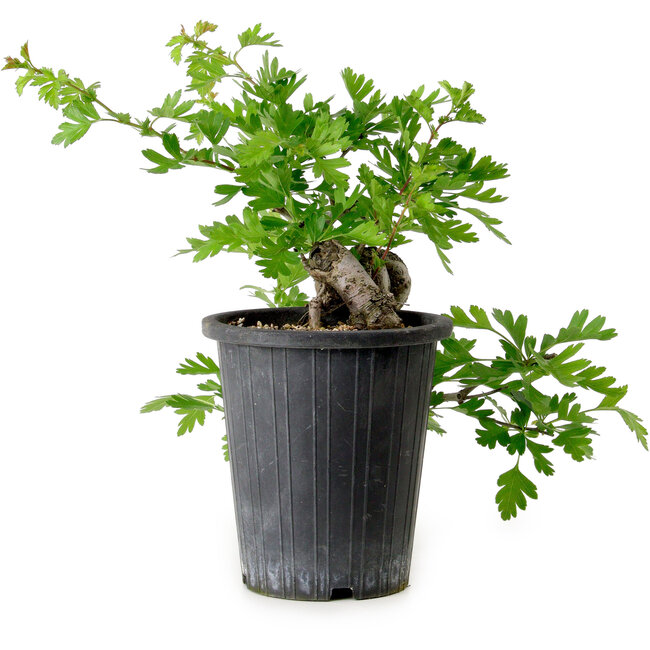 Crataegus cuneata, 27 cm, ± 10 años de edad