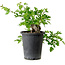 Crataegus cuneata, 27 cm, ± 10 anni