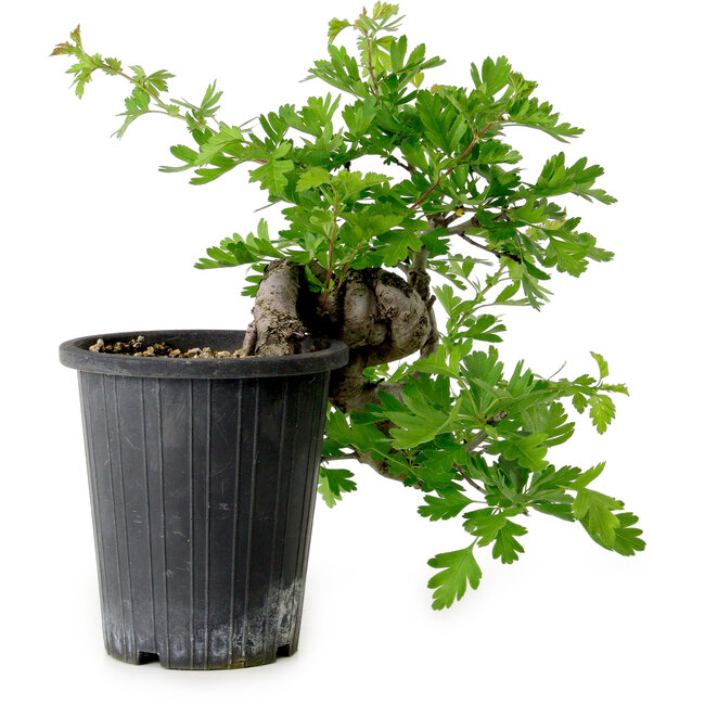 Crataegus cuneata, 27 cm, ± 10 Jahre alt