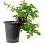 Crataegus cuneata, 27 cm, ± 10 jaar oud