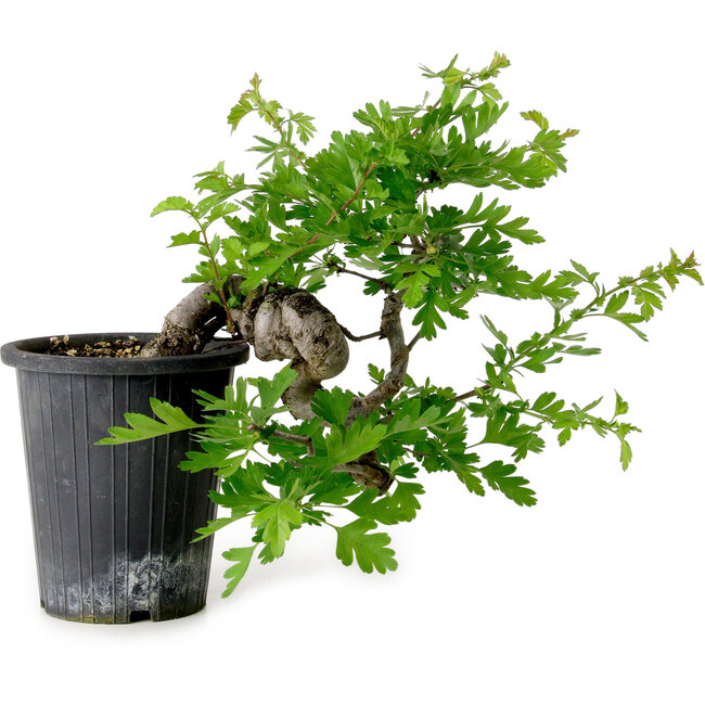Crataegus cuneata, 27 cm, ± 10 jaar oud