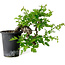 Crataegus cuneata, 27 cm, ± 10 ans