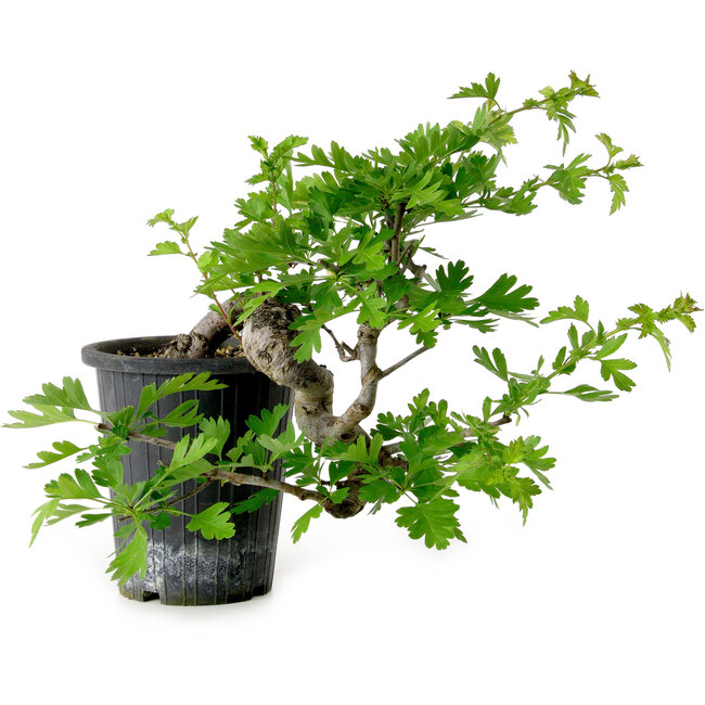 Crataegus cuneata, 27 cm, ± 10 años de edad