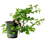 Crataegus cuneata, 27 cm, ± 10 years old