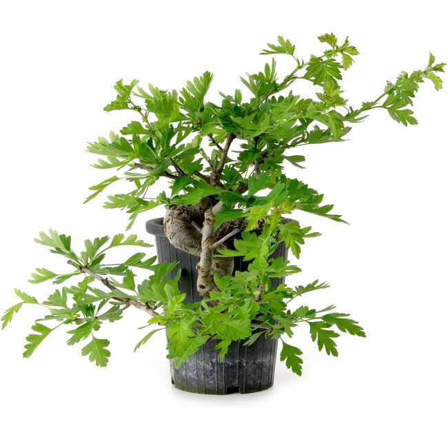 Crataegus cuneata, 27 cm, ± 10 Jahre alt