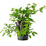 Crataegus cuneata, 27 cm, ± 10 jaar oud